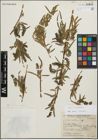 Foto von Salix humboldtiana Willd.